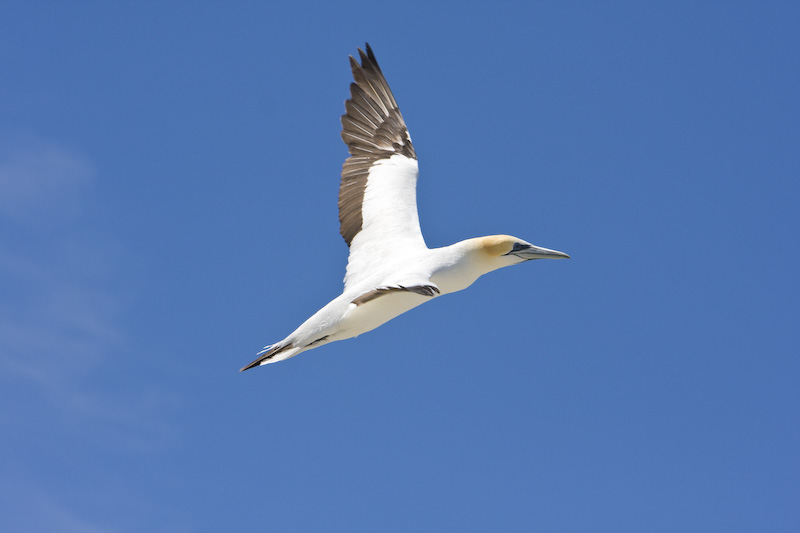 Australasian Gannet In Flight